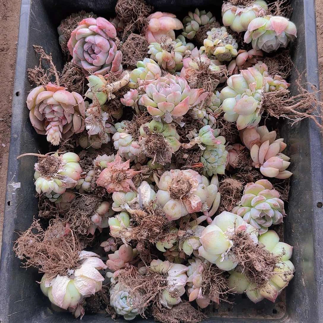 整筐保底30颗以上量拍