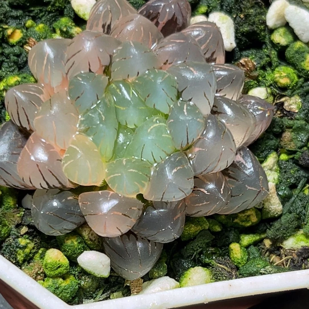 恭喜发财大吉大利893