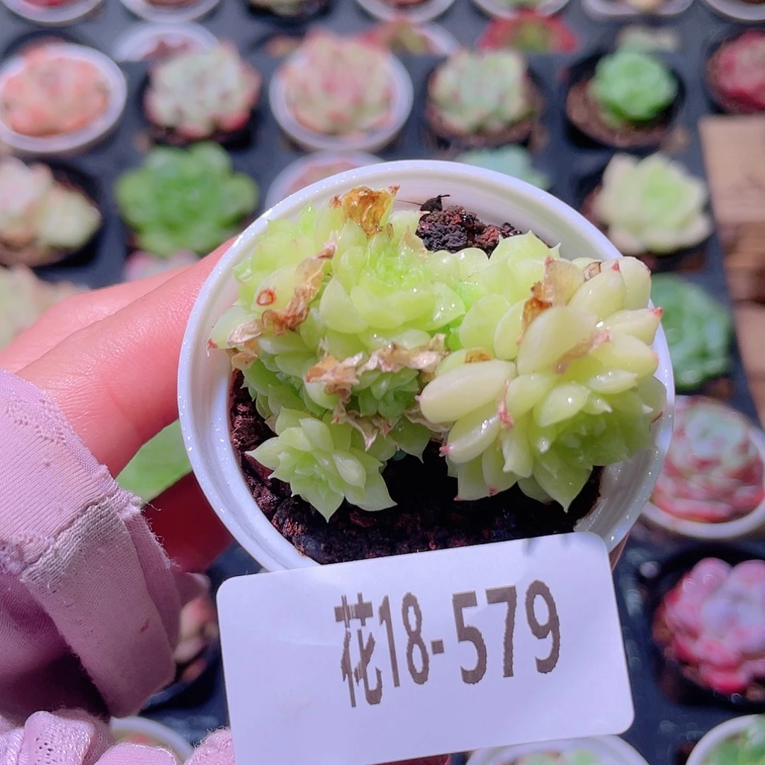 花利美18-579麦秆