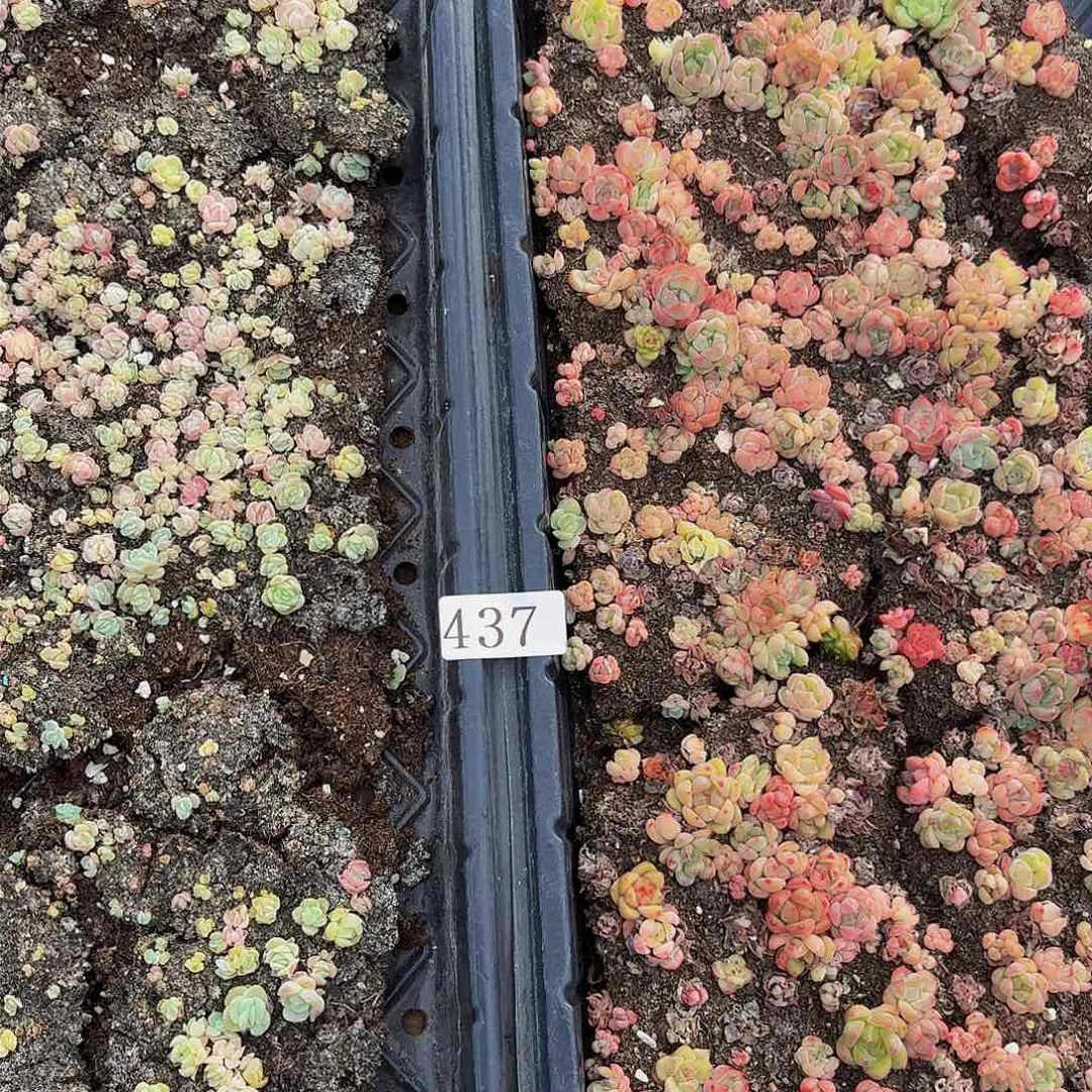 多肉植物多肉植物437