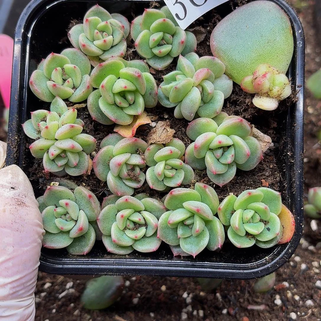 天****手多肉植物多肉植物364