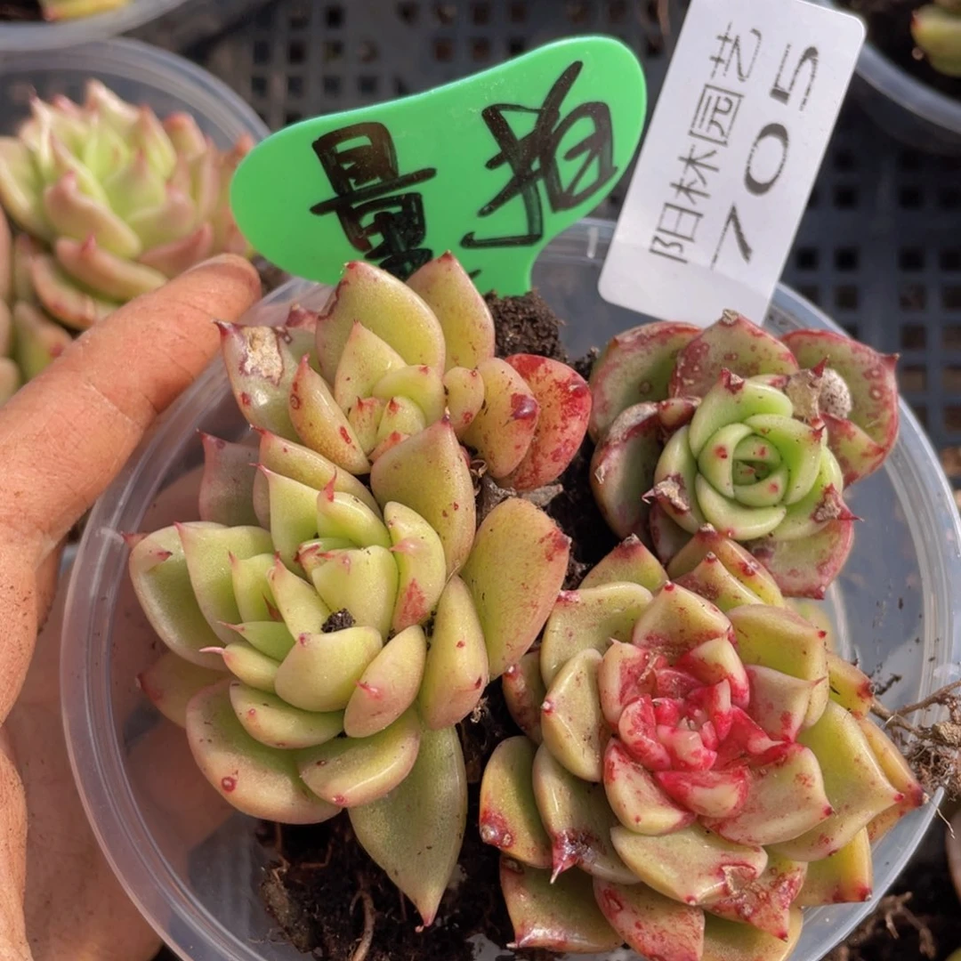 多肉植物多肉植物705