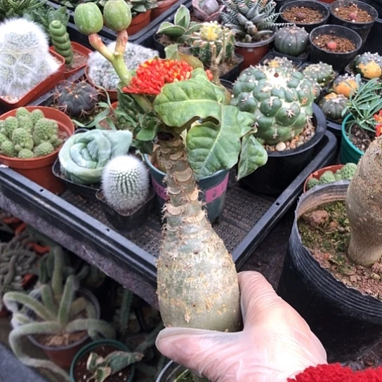 用***6无花朵带保温裸根包邮