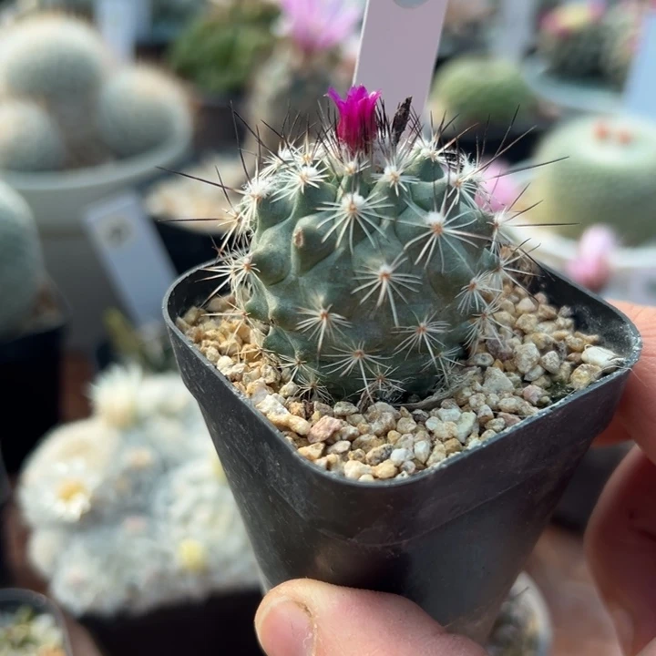 204号费雷克3.7厘米有掉刺