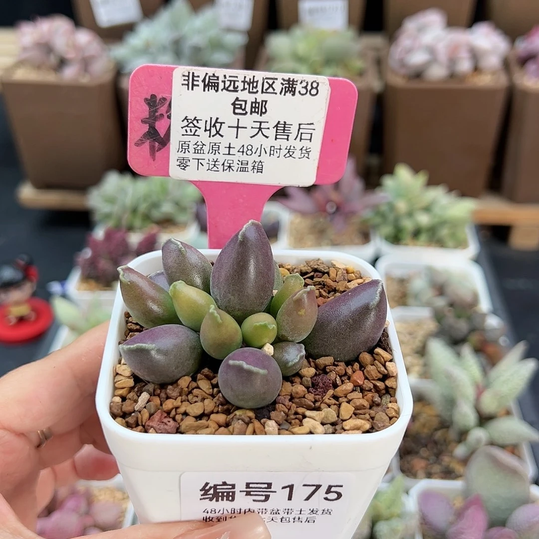 175三代紫肌海豹多肉植物