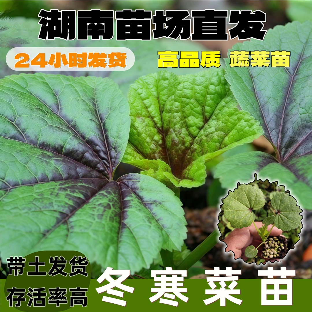 糯米冬寒菜种苗耐冬耐冻高钙菜春秋冬可种蔬菜种苗菜园小院可种植