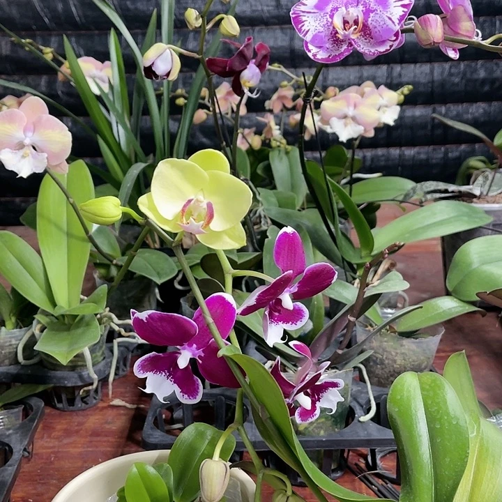 当前无花栽培后可以开花绿如意