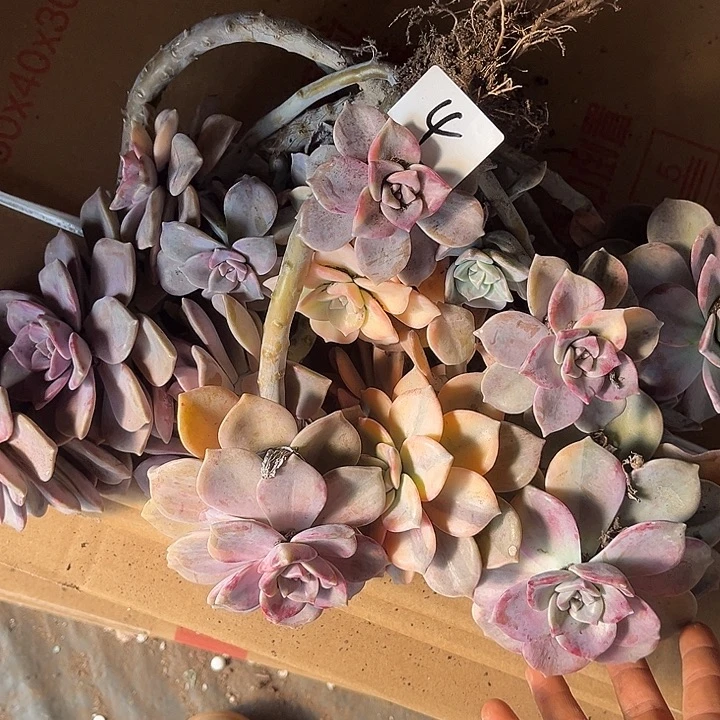 ****紫乐景26.67多肉植物4号