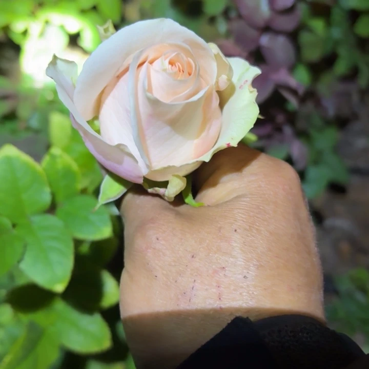 无花朵甜蜜卡洛琳小苗