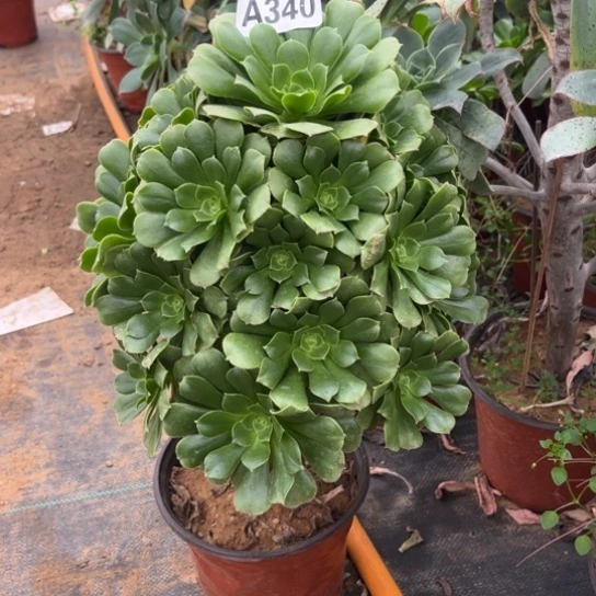 340绿羊绒不包断枝