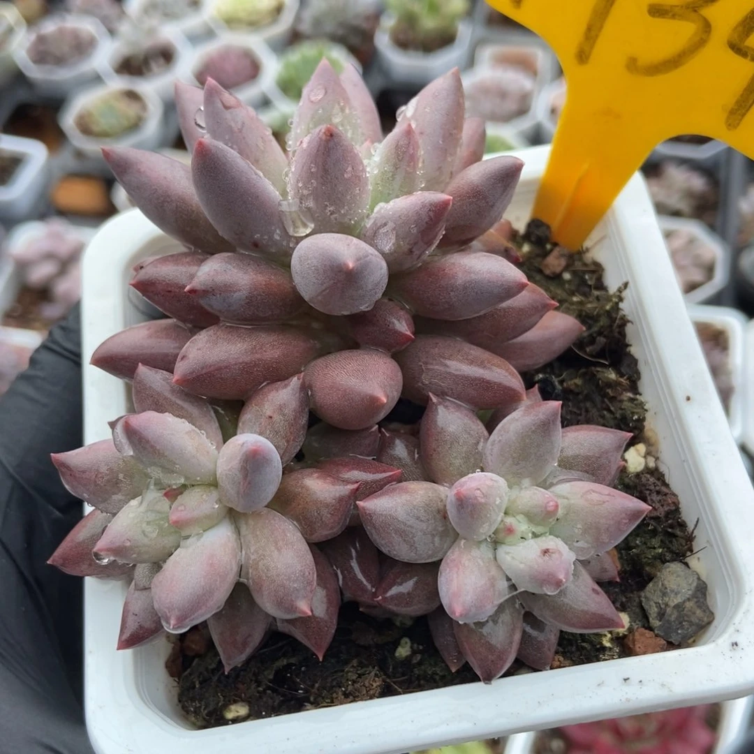 1934车厘子多肉植物