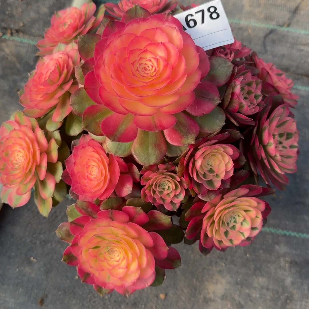 心****荔枝多肉法师a678