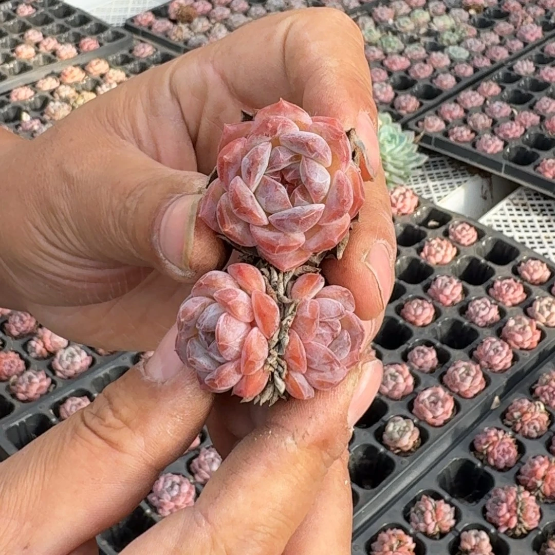 梦露杂交单双混3厘米30棵不售后