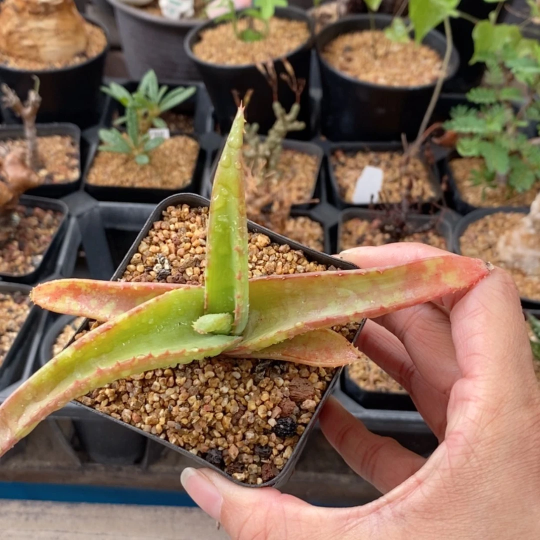 【闪购商品】范巴伦芦荟