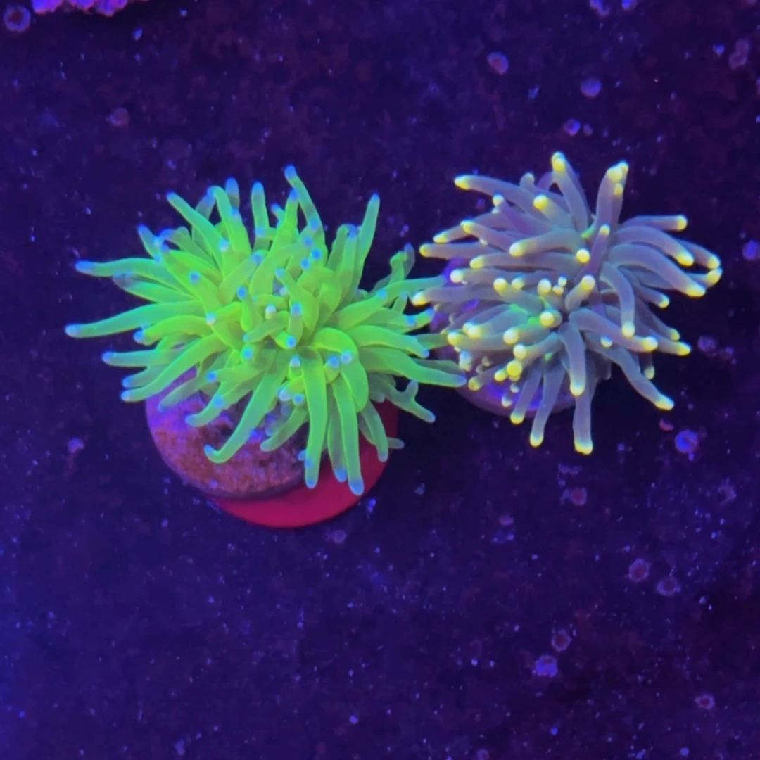 万鱼来朝海水观赏