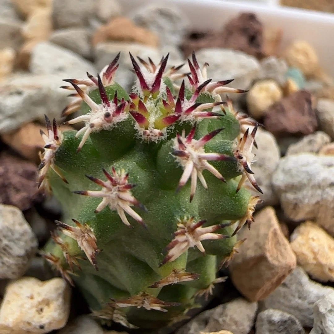 05实生短豪刺青花虾多肉