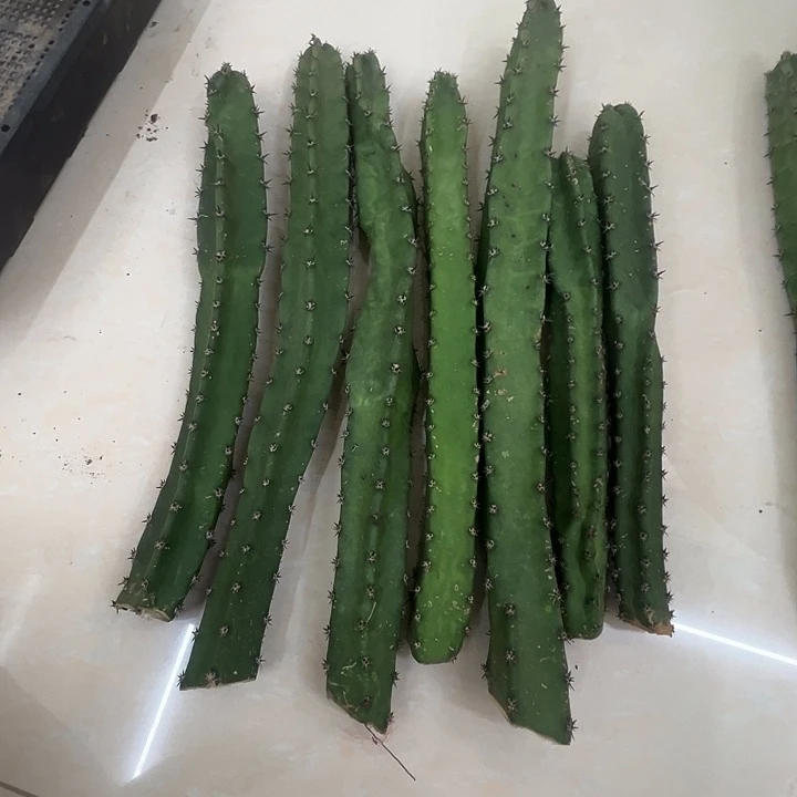 无花朵有瑕疵介意不怕不影响成长包邮