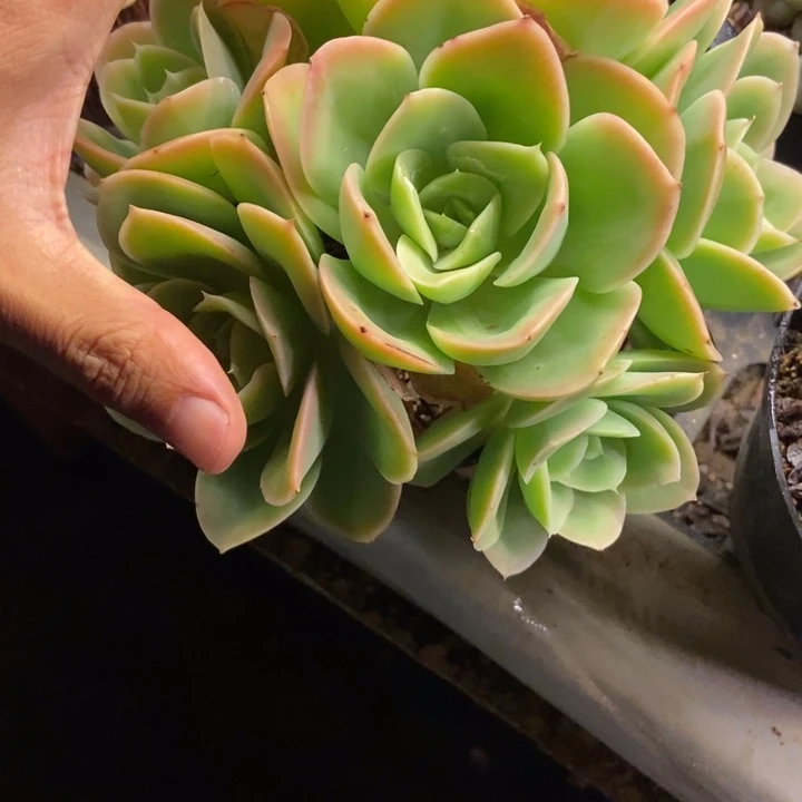 一****?多肉植物一物一拍