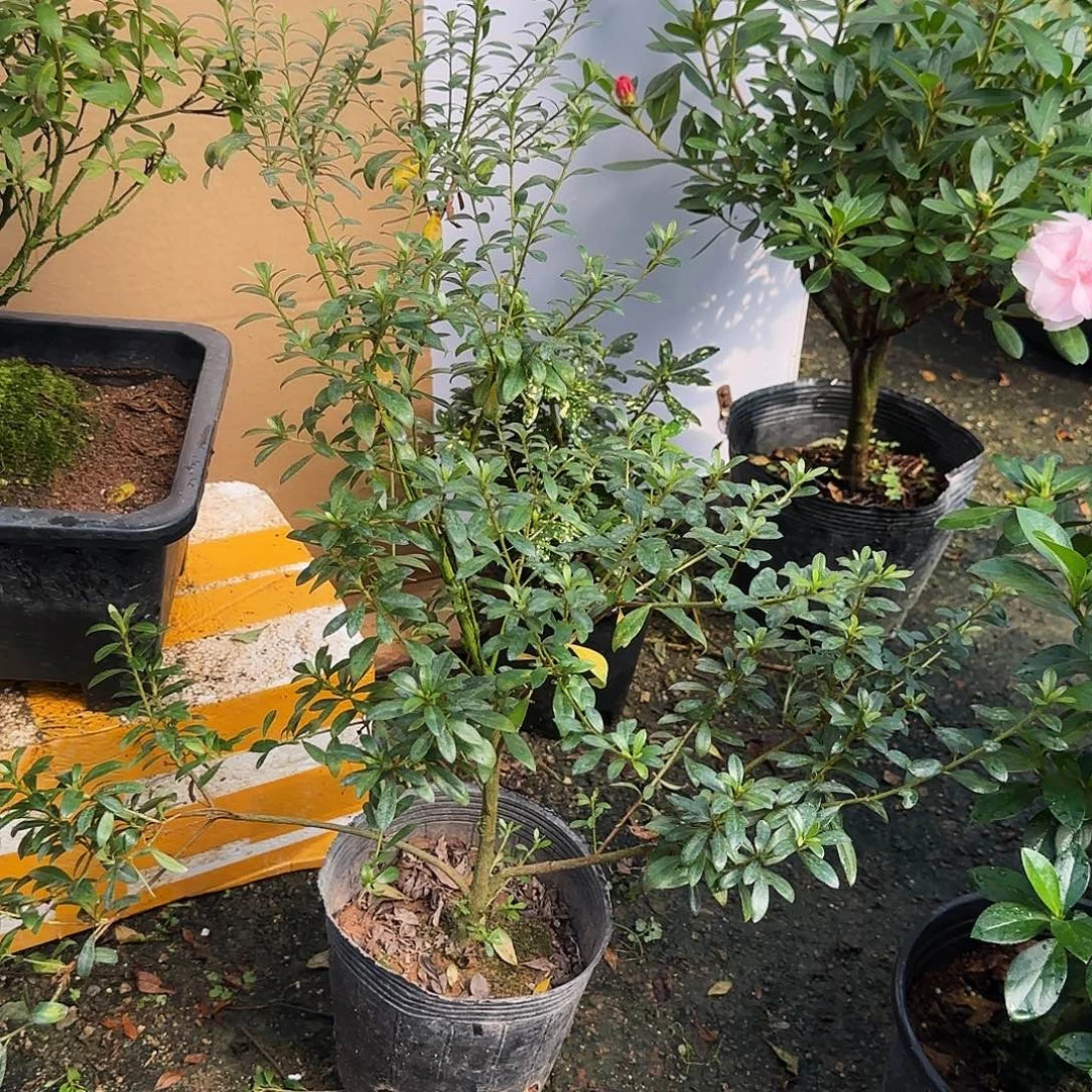 @***@无花朵杜鹃盆景老桩五彩