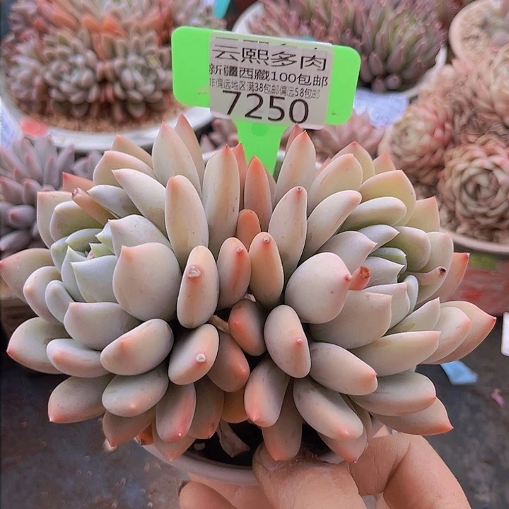7250胖美人。             