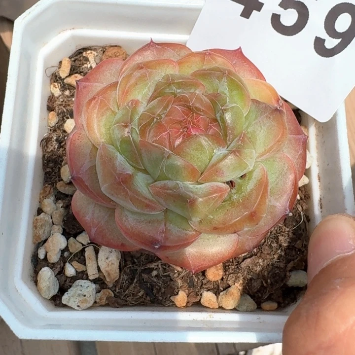 福利            多肉植物