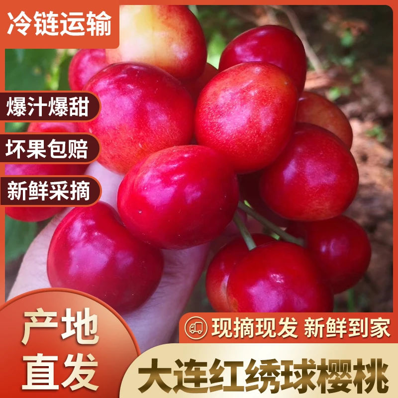 大连红绣球樱桃自然熟成果肉透红脆甜口硬果 产地直发现摘现发