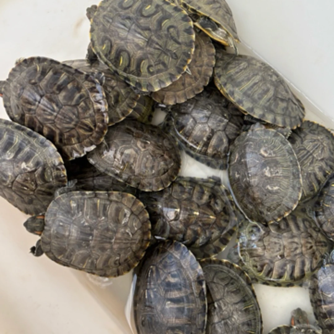 乌龟长寿龟小乌龟