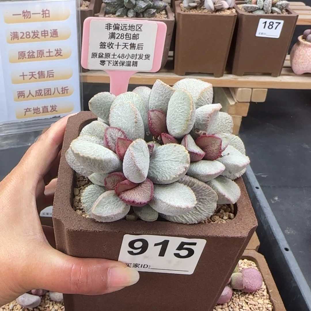 ****奇915圣姬多肉的植物