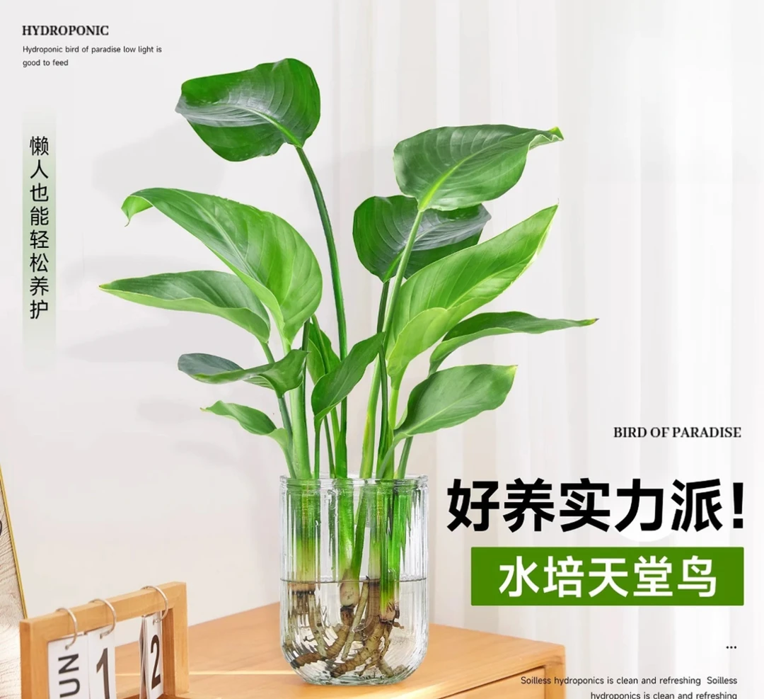 带U盆水培天堂鸟办公室植物净化空气桌面盆栽30-40CM四季常青观叶
