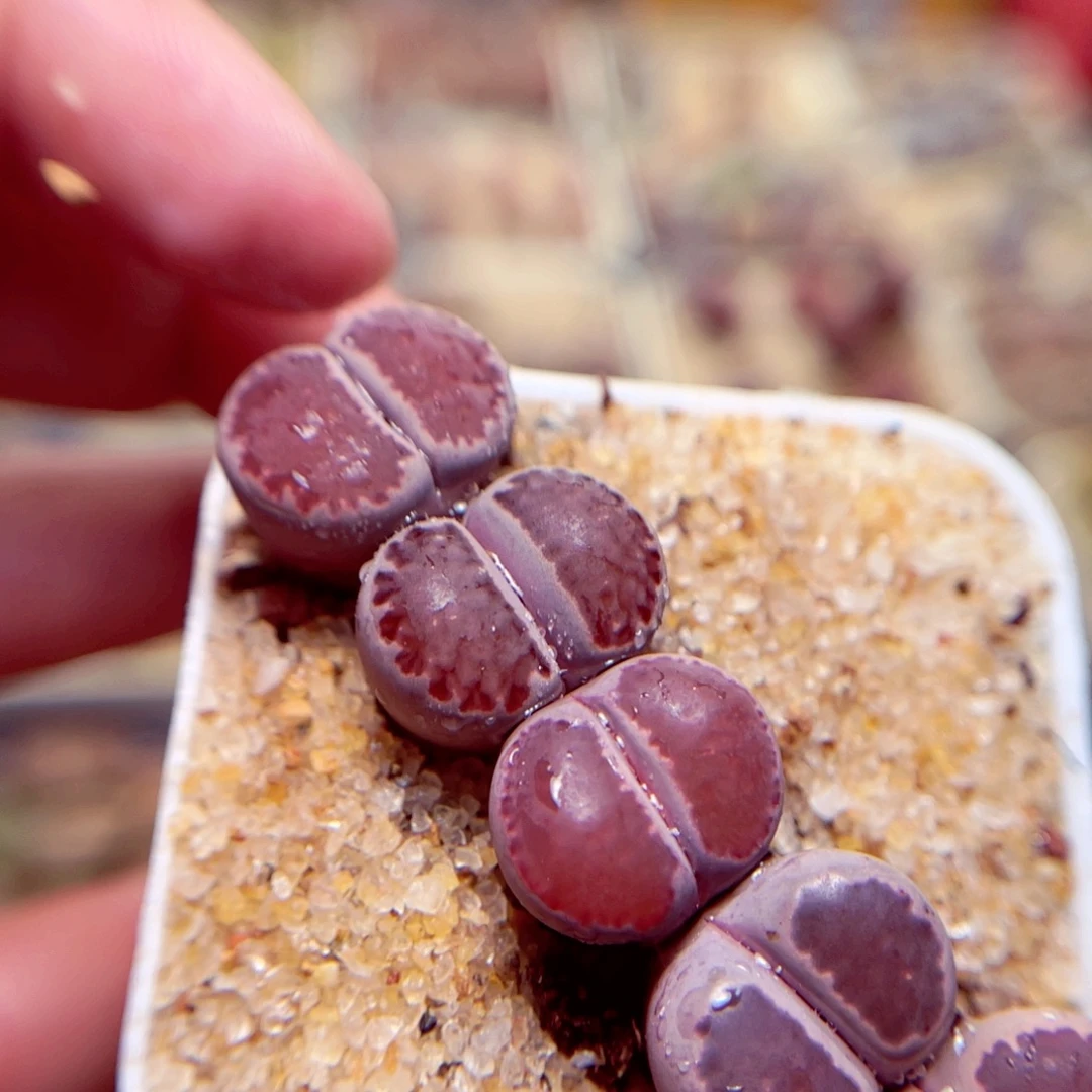 156号带盆包邮发货