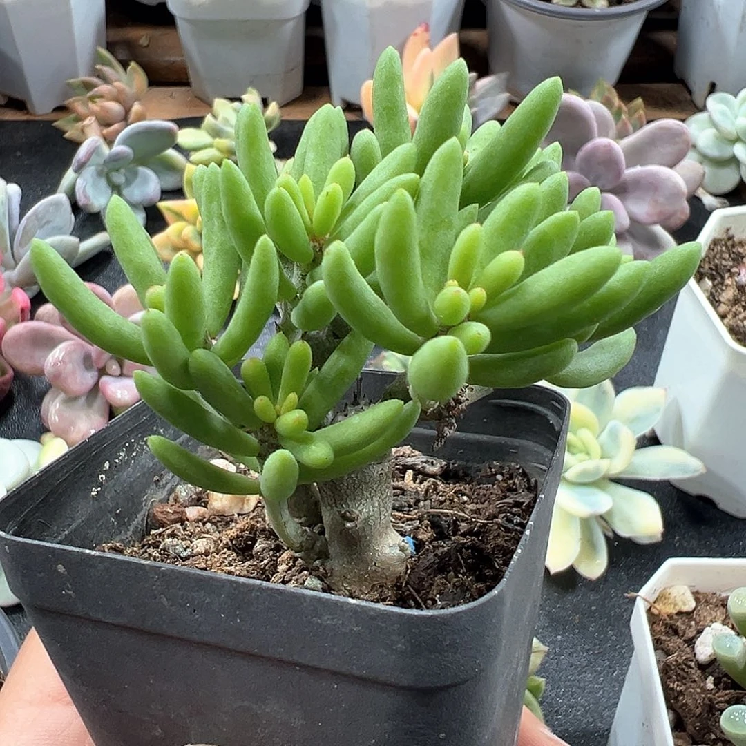 诱惑奇峰锦 小方花圃一物一拍