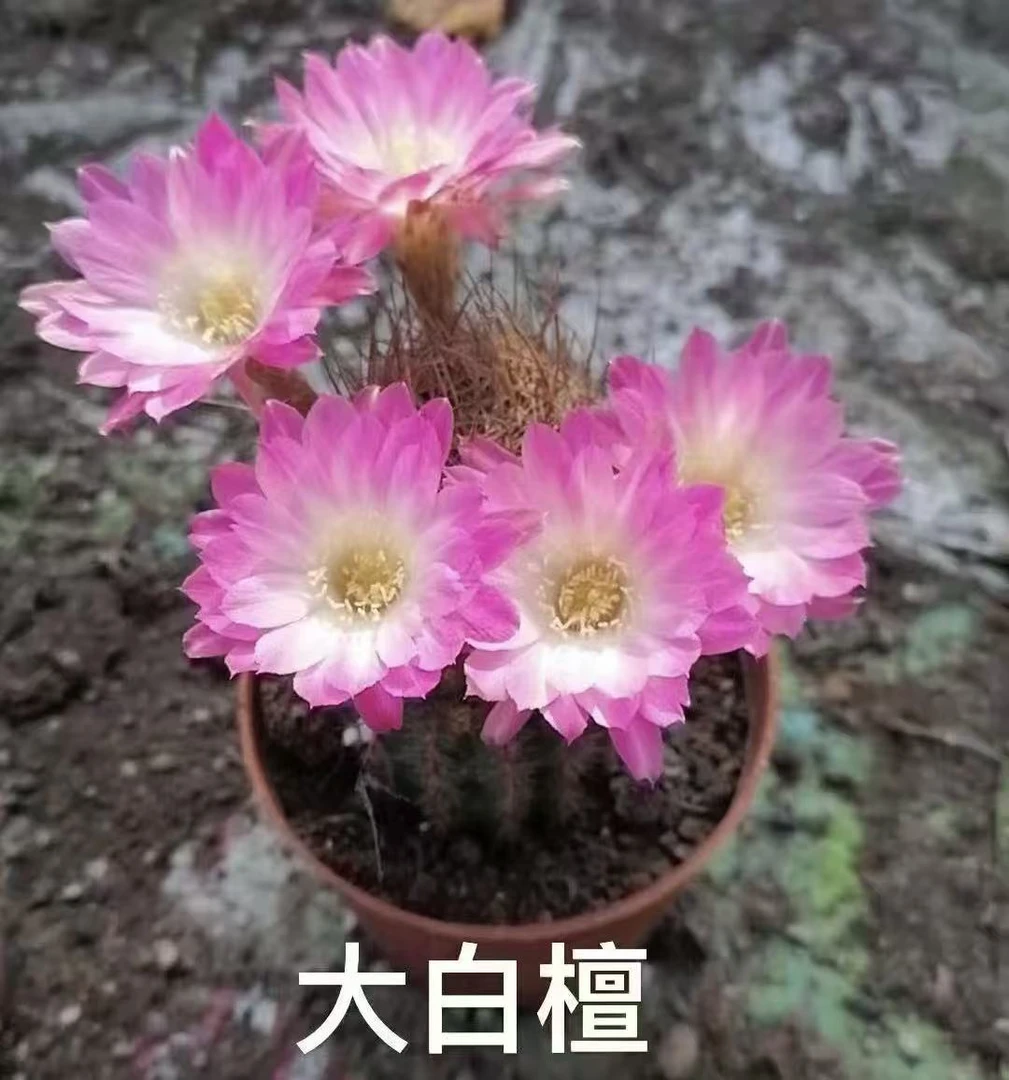 自根大白檀  仙人球夏型种绿植盆栽桌面阳台