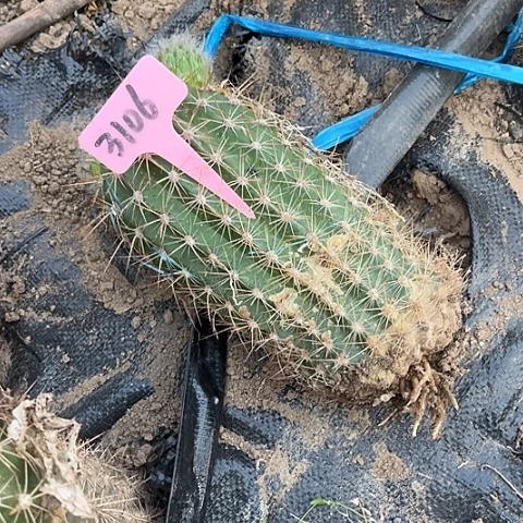 咔***?清清34有斑介意勿拍3106