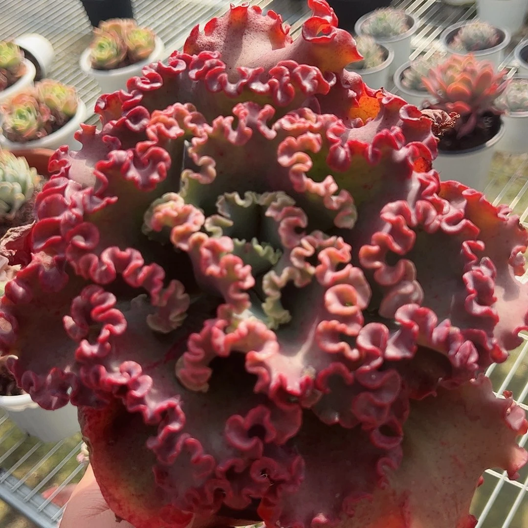 女王花笠大盆单头