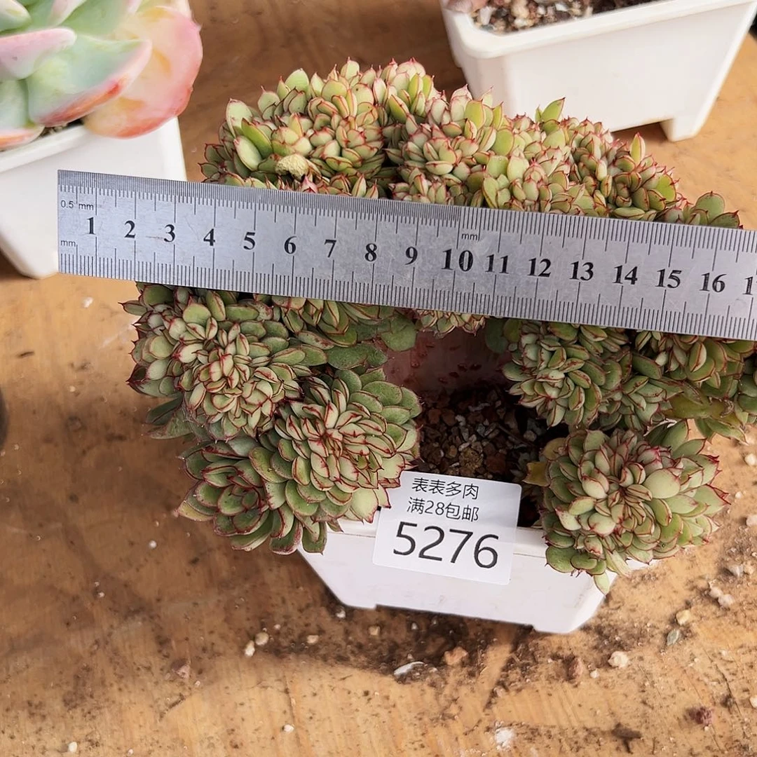 9号我们的确是一5276