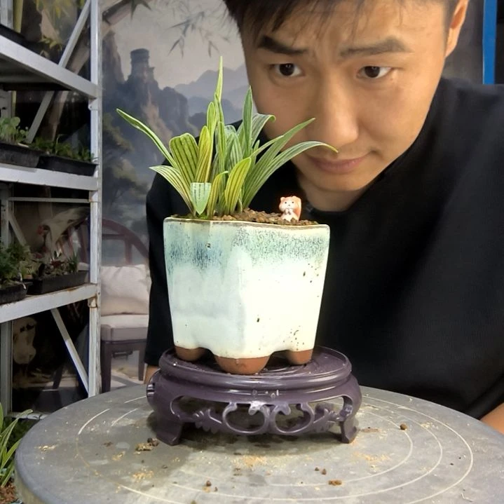 王*中青园艺一物一拍252
