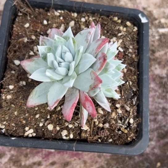 暴***❁谢谢姐姐～一物一拍003多肉