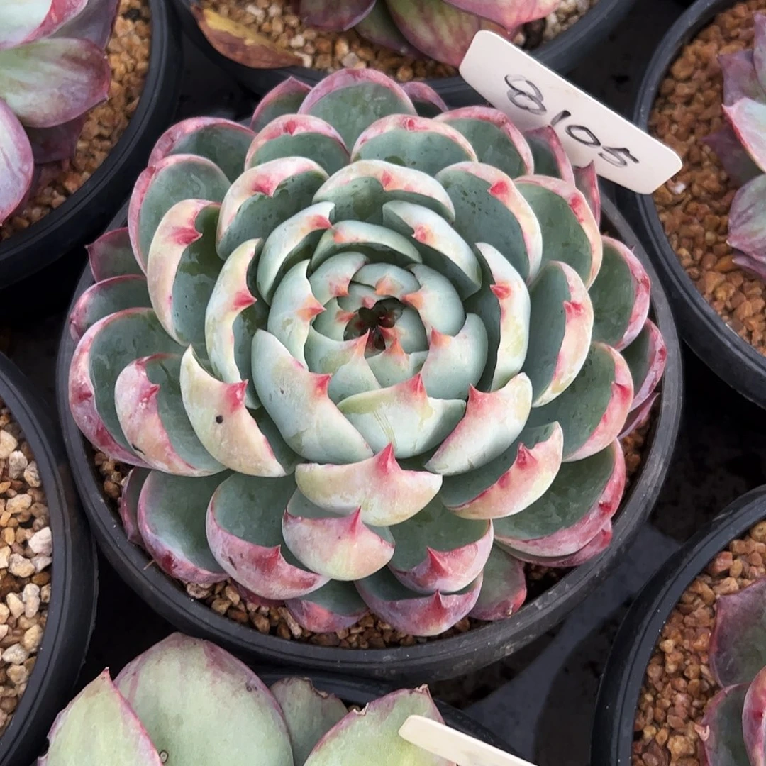 悠***音惊鸿仙子一物一拍8105号