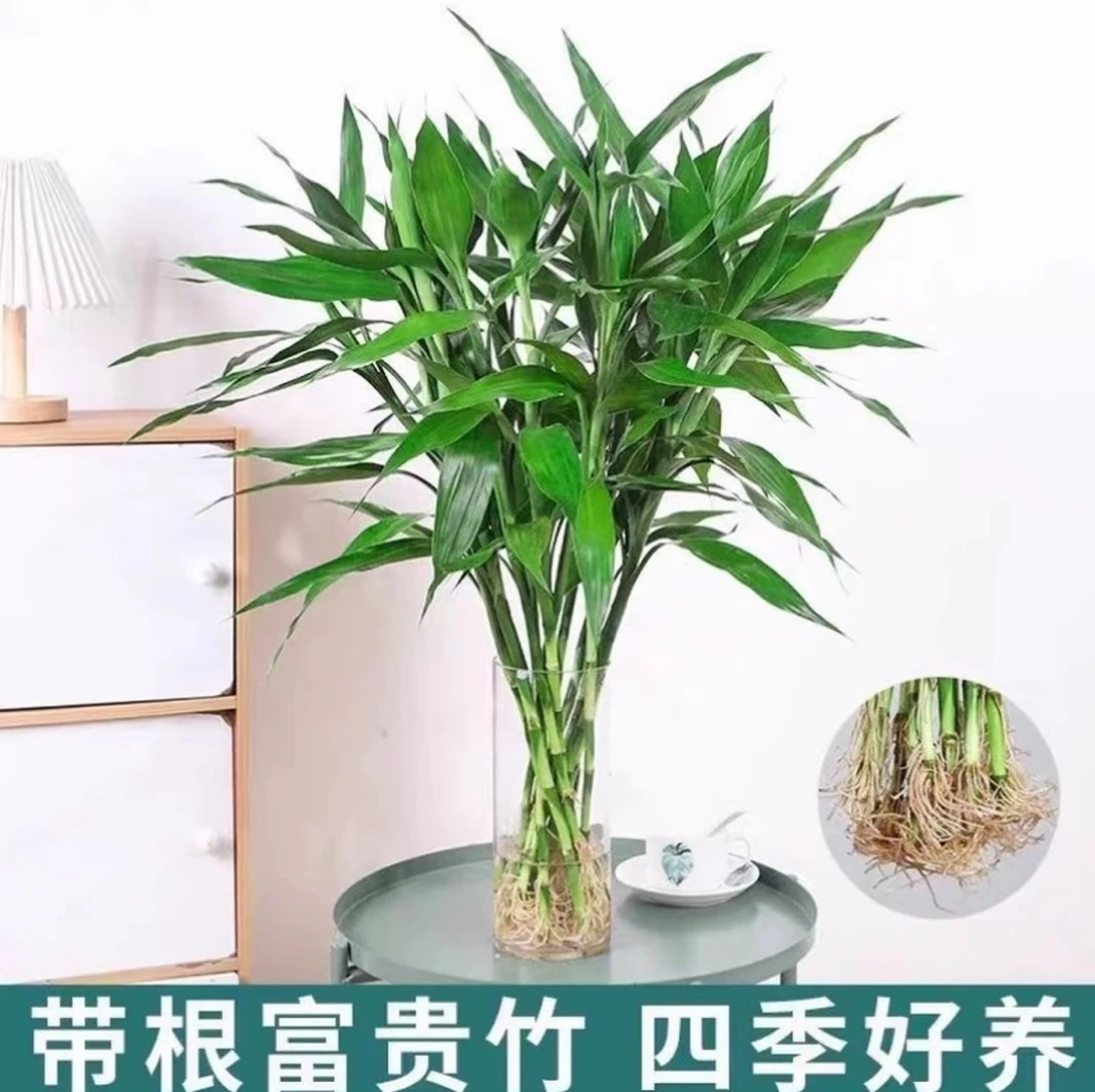 【带根更好养富贵竹】可水培土培绿植花卉盆栽四季常青净化空气