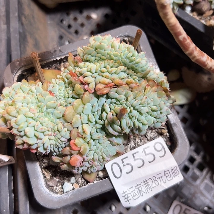 幸运的是你还没遇到你喜欢过