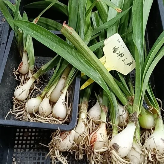 鲸****无花朵海潮之声20个侧