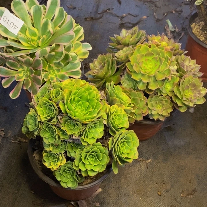 3盆多肉断头不包4010