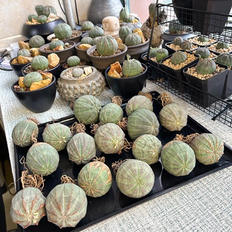 专柜品牌布纹球块根植物欧系布纹球多肉植物潮流稀有贵货无刺仙人