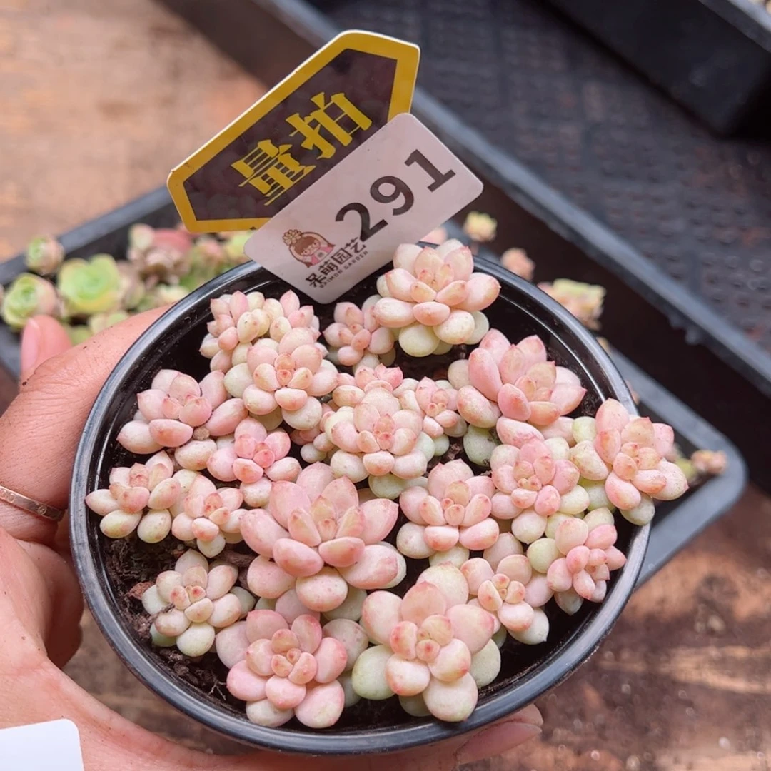 多肉植物多肉植物