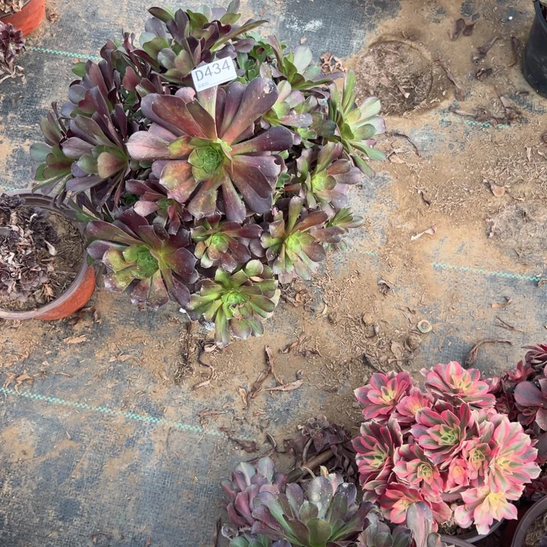 唐***哥434欧紫多肉植物法师