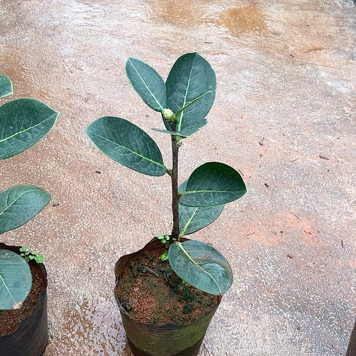 完全开放恨天高靠接两年独杆40cm