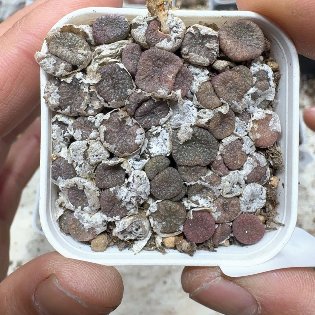 F31。多肉植物一盒。