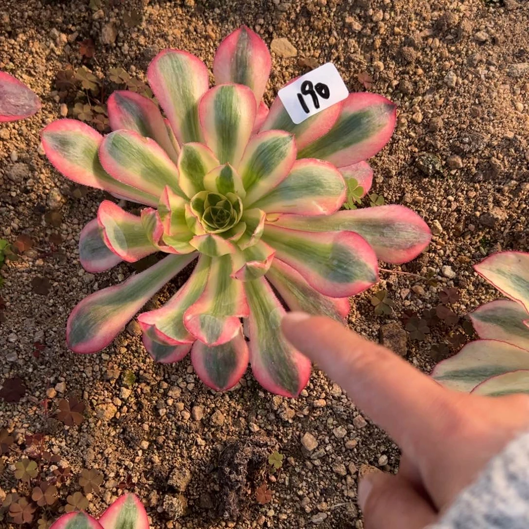 190爱丽丝多肉植物山东发