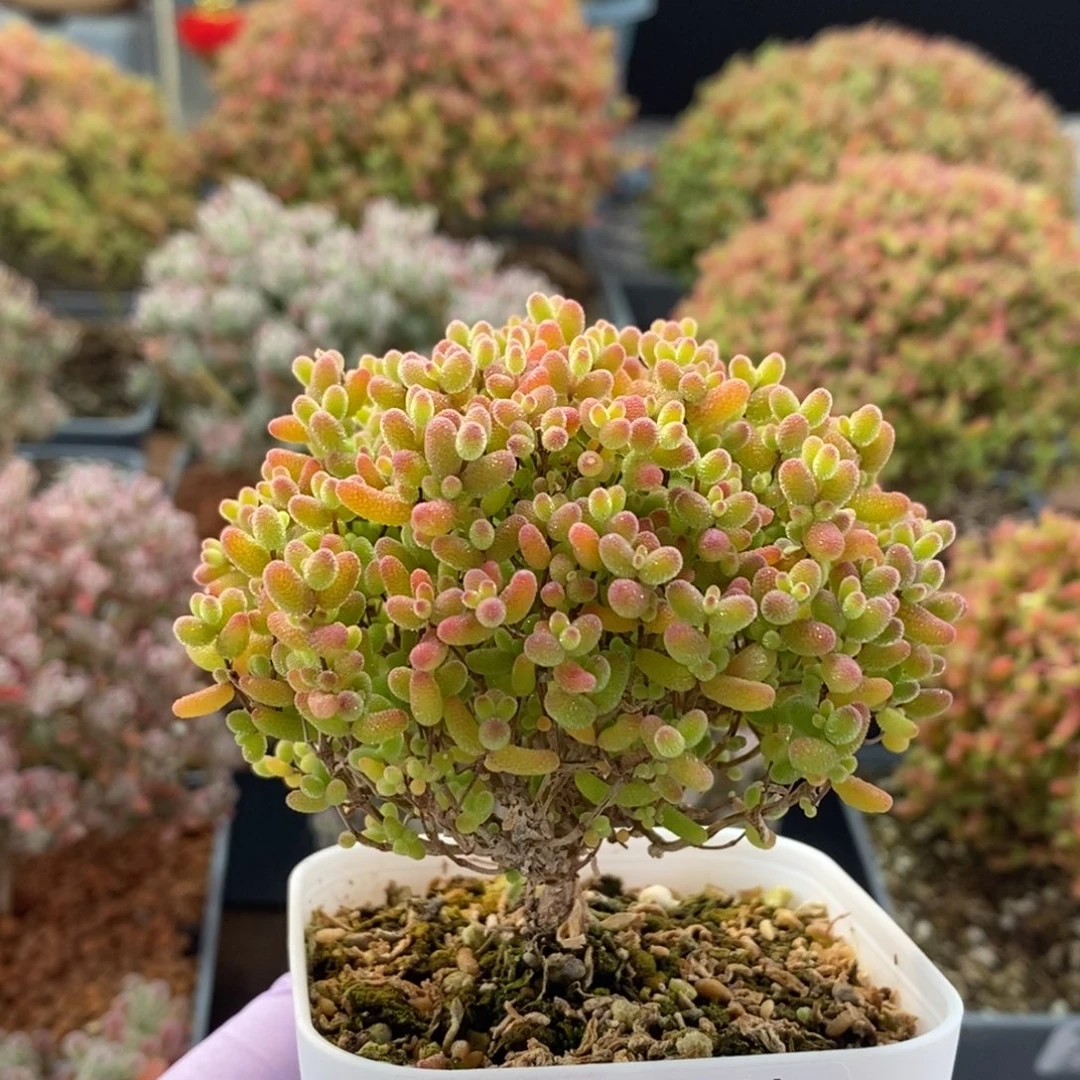 鱼***儿蜜橘糖球3625枝干番杏