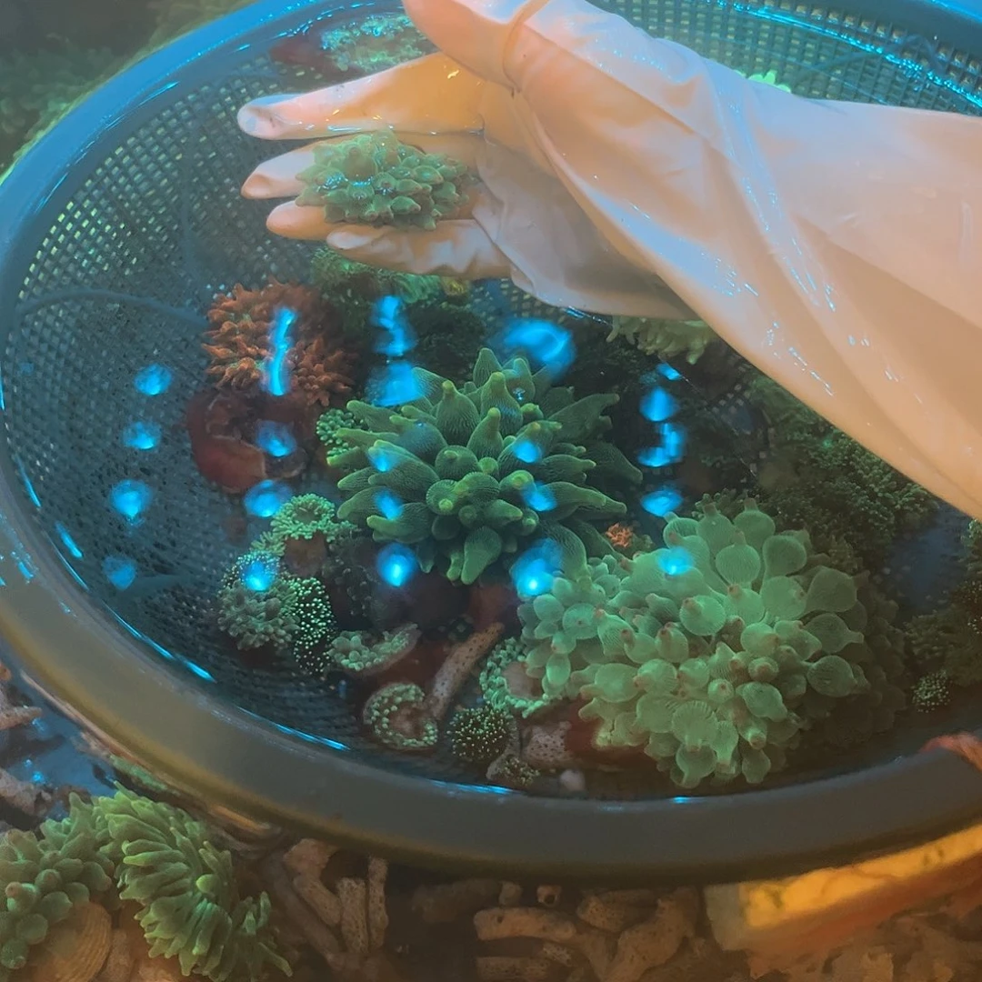 三***十纽扣珊瑚奶嘴111111111